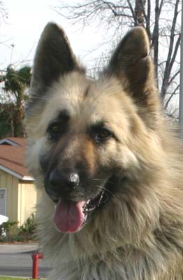 German best sale shepherd cream